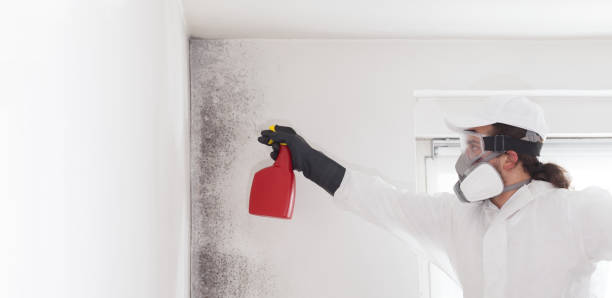 Best Crawl Space Mold Removal  in Chesterton, IN