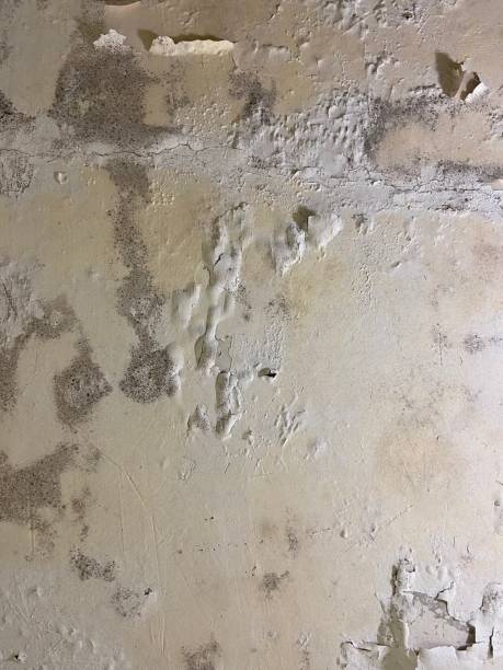 Best Residential Mold Removal  in Chesterton, IN