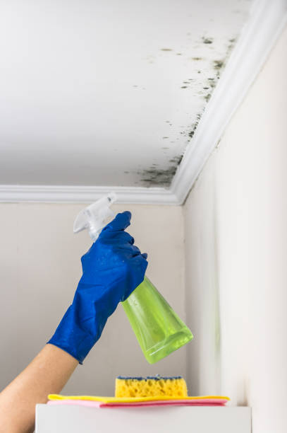 Best Certified Mold Removal  in Chesterton, IN