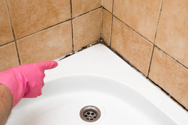 Best Emergency Mold Removal  in Chesterton, IN